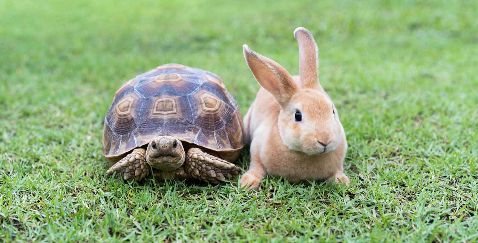 Tortoise & Hare