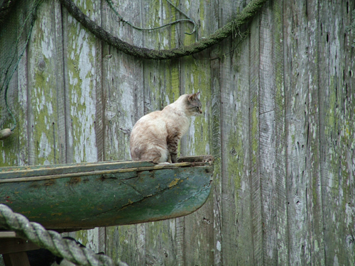 Louisiana cat canoe