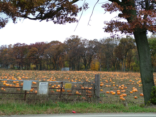 pumpkins_web