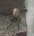 Garden Orb Spider in Commerce MI