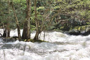 Little River Great Smoky Mountain National Park