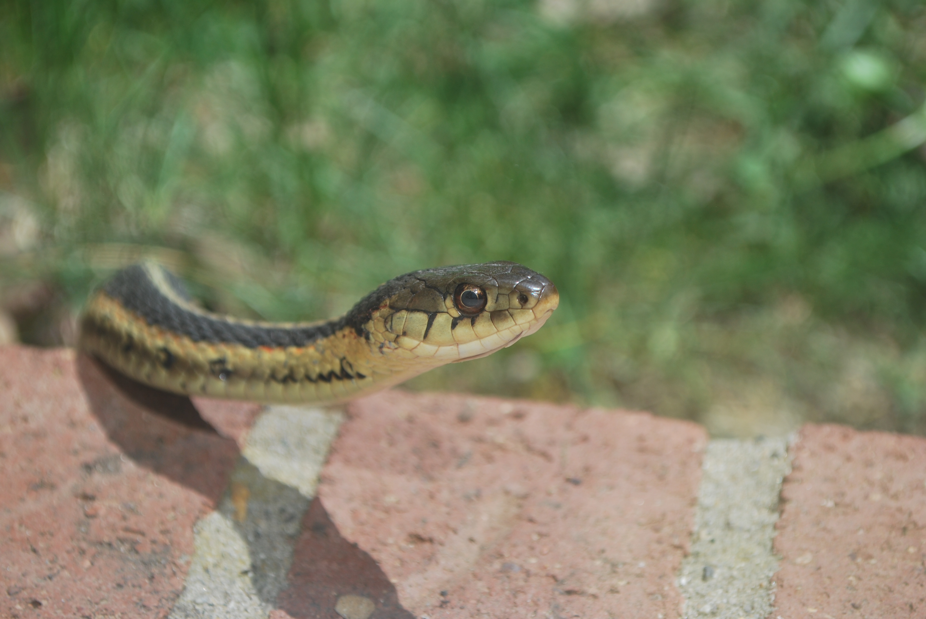 garter snake for Mother's Day