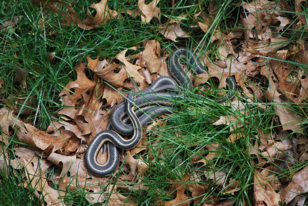 snake in my yard