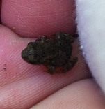 Tiny Toad at Dodge Park