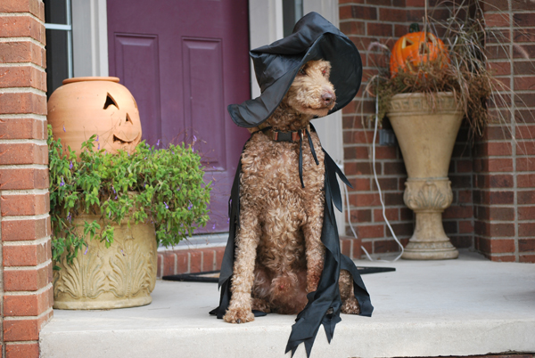 Caesar the Poodle dressed as a witch