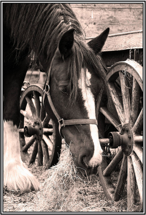 Horse jo bowling flickr