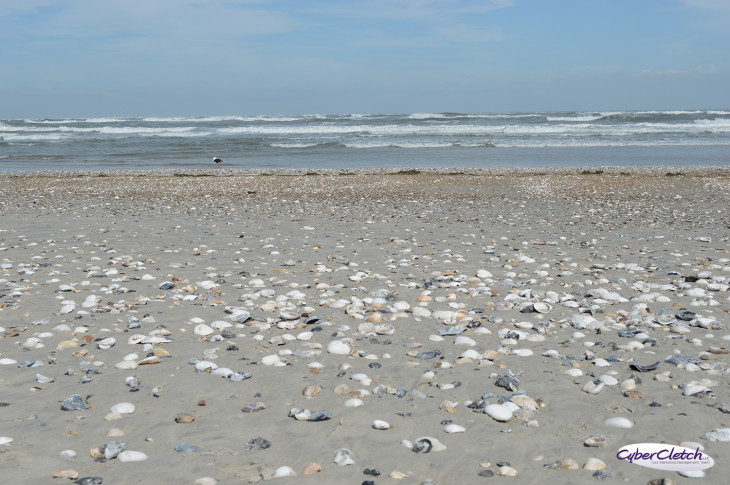 Pea island shells