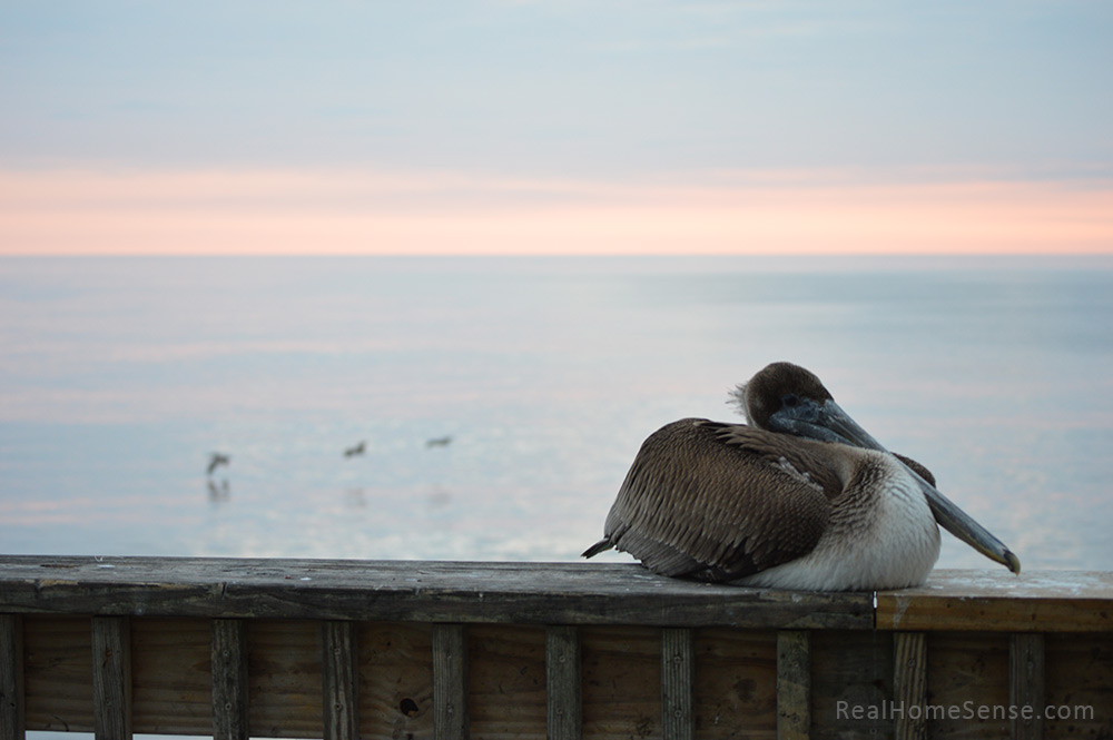 Alabama Gulf State Park Pelican