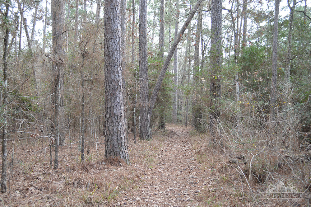 Trail through the pine forest