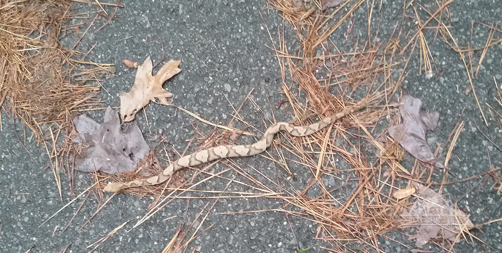 Copperhead Snake at Deep Run Park in Richmond VA