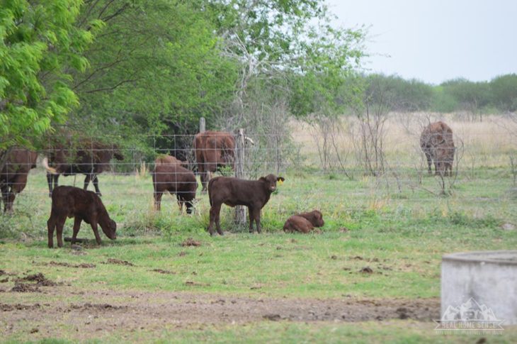 King ranch texas