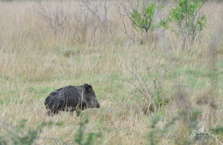 Wild javelina at king ranch