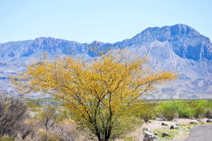 Flowers in the Big Bend National Park desert