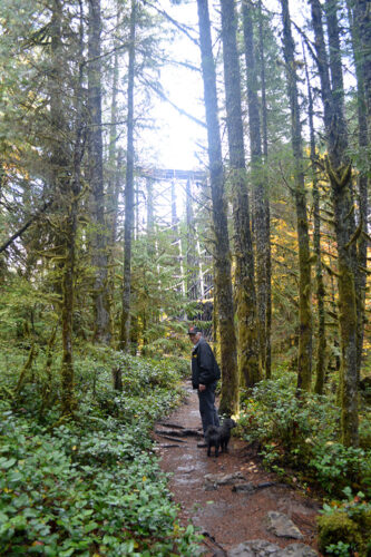 Hike near Kinsol Trestle