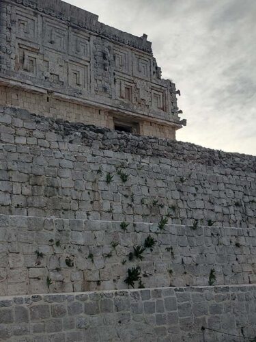 Plants grow from rock at the governors palace in uxmal